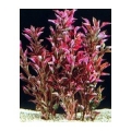 Alternanthera bettzickiana red